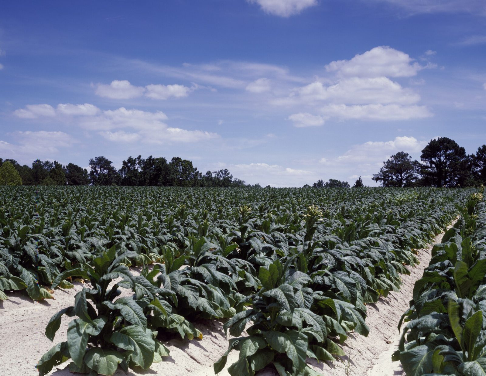 North Carolina tobacco field in Wayne County near Eureka - Self Storage Goldsboro